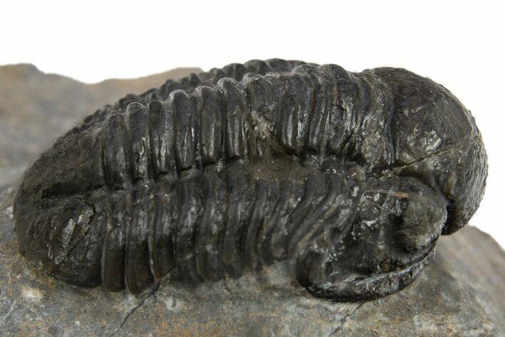 Detailed Gerastos Trilobite Fossil - Morocco #310564